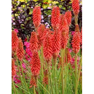 Книфофия Kniphofia Redhot Popsicle